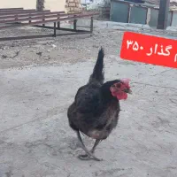 جوجه و مرغ|حیوانات مزرعه|ساوه, |دیوار