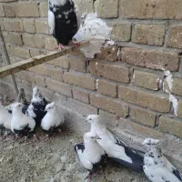 کبوتر دمی|پرنده|شیراز, حومه شیراز|دیوار