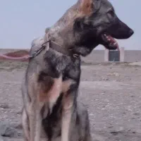 توله پژدر۱۱ ماهه