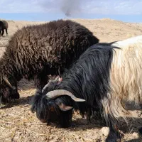 قوچهای ترکی|حیوانات مزرعه|لالی, |دیوار