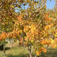 فروش باغ ویلایی دراسکو کد 122