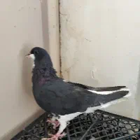 ماده خشرنگ سیاه گلدار.