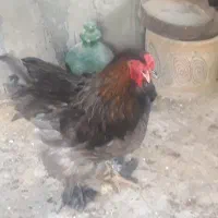 مرغ و خروس و جوجه برهما امپراطور اصل|حیوانات مزرعه|تهران, خانی آباد نو شمالی|دیوار