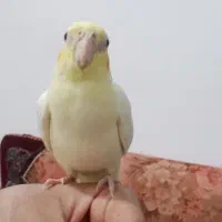 جوجه عروس هلندی نر