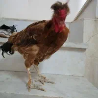 خروس جوانه قلدر