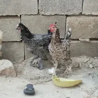 تعدادی مرغ دیلگونی