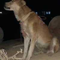 واگذاری|سگ|اراک, |دیوار