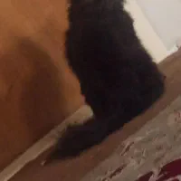 گربه پرشین فول مشکی