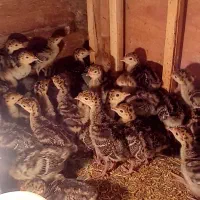 جوجه بوقلمون ۲۵ روزه