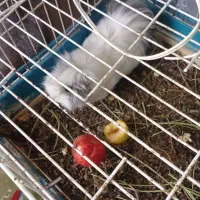 همیستر کامبد|موش و خرگوش|ارومیه, |دیوار