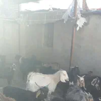 بزغاله نروماده شیرمست