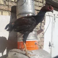 جوجه خروس لاری