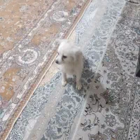 واگذاری سگ پاپی پامراشتپیز خیلی خوشگل ودوست داشتنی