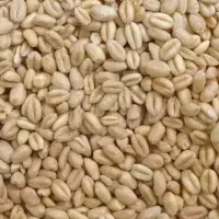 خرید گندم پرداخت نقدی