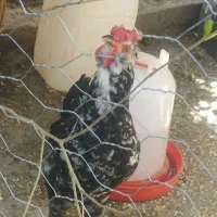 خروس گلین چهل تاج وریشو مرغ گیر
