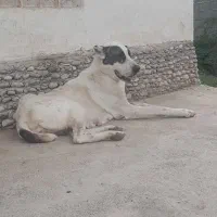 واگذاری سگ الابای وسگ نگهبان