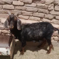 بز دورگ