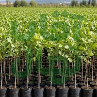 پسته احمدآقایی، خوش‌فرم، خوش‌مزه، صادراتی