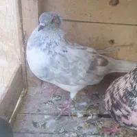 ماده چیل|پرنده|ساوه, |دیوار