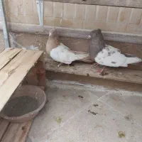 فروش یه جفت نروماده سینه ای