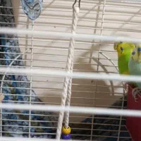 یک جفت مرغ عشق|پرنده|دماوند, دماوند|دیوار