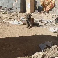 سگ مالینیوز