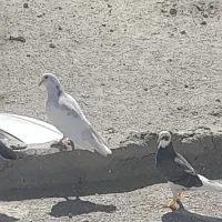 کبوتر|پرنده|خاش, |دیوار