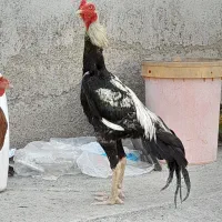 خروس ومرغ