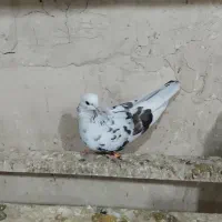 کفتر پرشی