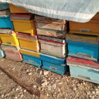 جعبه و کندوی زنبور عسل