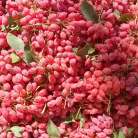 زرشک تازه|عمدهفروشی|قائن, |دیوار