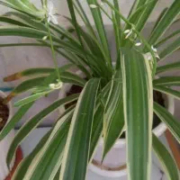 زمین در حسنلنگی بالا