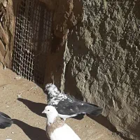 تهرانی سوسکی گم شده