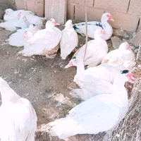 فروش اردک روسی