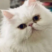 گربه پرشین نر وماده