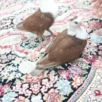 جوجه کربلایی نر ماده