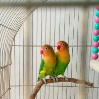 طوطی کوتوله برزیلی مولد درجه یک