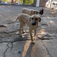 سگ جوان چهار ماهه نر و ماده|سگ|دزفول, |دیوار