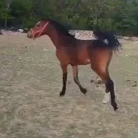 کره نریان ترکی فوق دمگیر