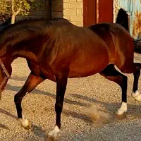 اسب نریون|اسب و تجهیزات اسبسواری|طسوج, |دیوار