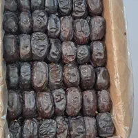 جشنواره رمضان پخش خرمای خنیزی ممتاز