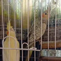 جوجه عروس هلندی 2 ماهه کینگ سایز