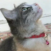 گربه ماده گمشده