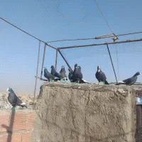 پلنگ نر سوراخ