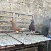کبوتر یال،شهری
