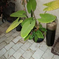 گل بابا آدم