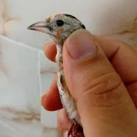 جوجه شهره کرواتی عتیقه|پرنده|قرچک, محمد آباد|دیوار