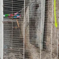 قفس بزرگ اهنی