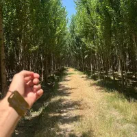 عرضه نهال صنوبر