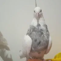 طوقی صرب کفتر سینه کله نقش رنگی|پرنده|خانمیرزا, |دیوار